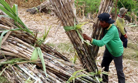 Sau nhiều năm thua lỗ, nông dân trồng mía tại Trà Vinh lãi 30-40 triệu đồng/ha
