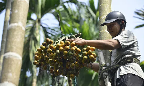 Trái cau thương phẩm mang lại thu nhập cao nhưng nên trồng cau xen canh