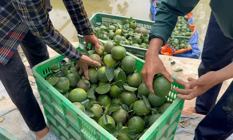 Cam sành rớt giá thảm, siêu thị, sàn thương mại điện tử nhiều nơi hỗ trợ tiêu thụ