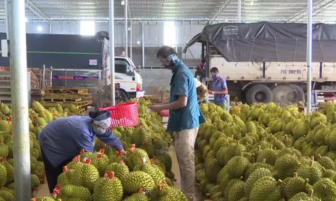 Năm 2023: Xuất khẩu sầu riêng có thể đạt 1 tỷ USD