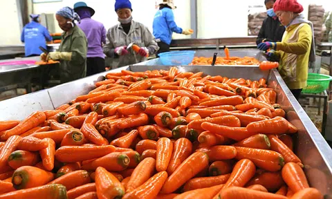 Xuất khẩu rau quả cần theo sát các yêu cầu từ các thị trường