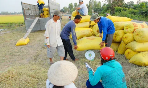 Vụ lúa Đông Xuân ở ĐBSCL trúng mùa được giá
