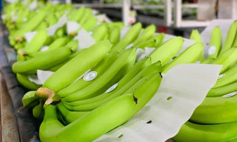 Áp dụng công nghệ Đồng Nai có vùng trồng chuối chất lượng cao lớn nhất cả nước