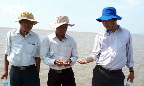 Tiền Giang: Nghêu chết hàng loạt chưa rõ nguyên nhân