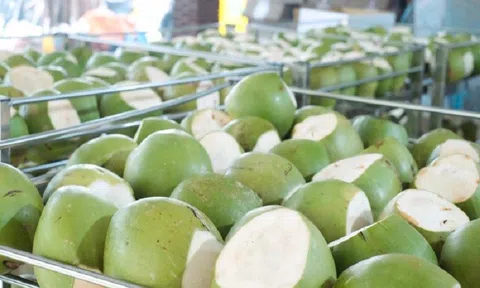 Đề nghị Trung Quốc mở cửa với trái dừa tươi Việt Nam
