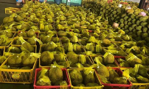 Cục Trồng trọt cảnh báo việc phát triển nóng cây sầu riêng