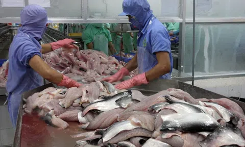 Phân hạng về an toàn thực phẩm thủy sản xuất khẩu