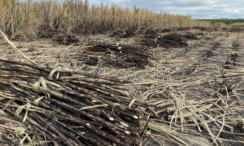 Gia Lai: Liên tục xảy ra cháy mía, nông dân như "ngồi trên đống lửa"