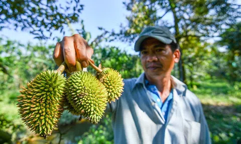 Khuyến cáo phát triển sầu riêng ồ ạt sẽ dẫn đến những hậu quả khó lường