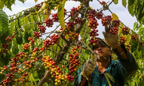 Sử dụng nguồn lực hơn 11.000 tỷ đồng từ 3 chương trình mục tiêu Quốc gia để phát triển Tây Nguyên