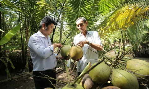 Thúc đẩy xuất khẩu dừa vươn tới mục tiêu đạt 1 tỷ USD