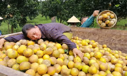 Từ làm giàu bằng cây cam đến câu chuyện gánh nợ