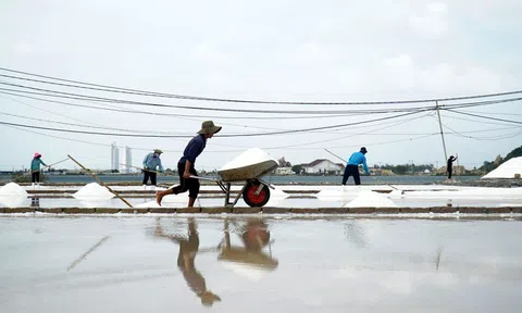 Ninh Thuận: Giá muối cao kỷ lục, diêm dân phấn khởi