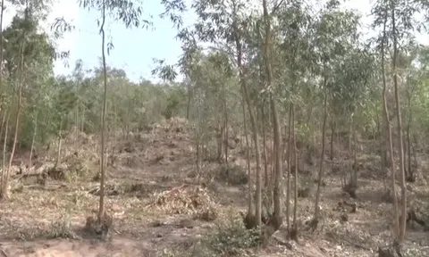 Hải Dương: Cảnh báo cháy rừng ở mức nguy hiểm tại TP. Chí Linh và thị xã Kinh Môn