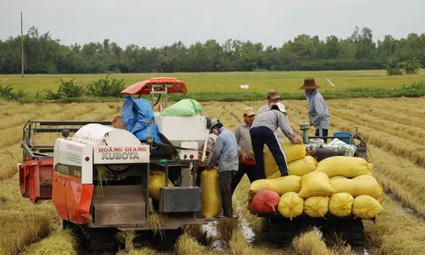 Nông dân Hậu Giang vui mừng vì "được mùa" vụ lúa Đông Xuân