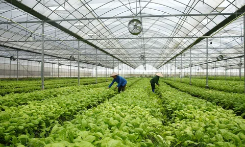 TP.HCM: Nâng cao chất lượng nông, lâm, thủy sản trong giai đoạn 2021-2030