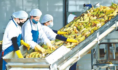 Cơ hội rộng mở cho xuất khẩu nông sản, thực phẩm sạch Việt Nam ra thế giới