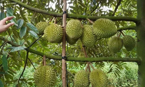 Những tấm gương đảng viên - hội viên Hội Nông dân làm kinh tế giỏi