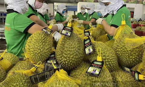 "Thiếu thương hiệu" sầu riêng Việt Nam gặp nhiều thua thiệt tại thị trường Trung Quốc