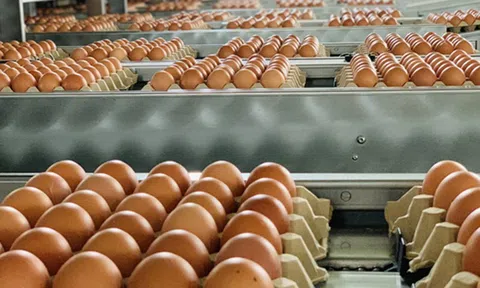 Đề xuất phân giao hạn ngạch thuế quan nhập khẩu muối, trứng gia cầm năm 2023