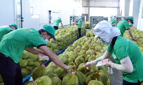 Trung Quốc tăng diện tích trồng thanh long, sầu riêng: Doanh nghiệp xuất khẩu còn rộng cửa?