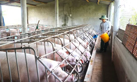 Tìm giải pháp tháo gỡ khó khăn, vướng mắc của người chăn nuôi