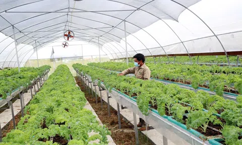 Hà Nội: Xây dựng vùng sản xuất nông nghiệp xanh, tạo sức bật cho xuất khẩu nông sản