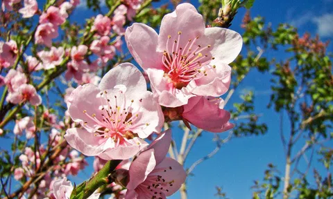 Tản văn: Ở phía mùa Xuân