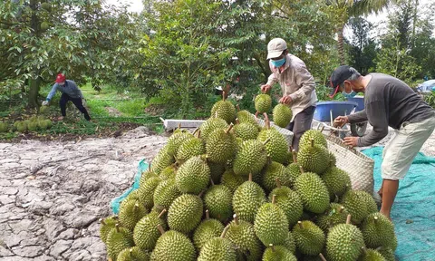 Nhiều nguy cơ ẩn từ phát triển "nóng" cây sầu riêng