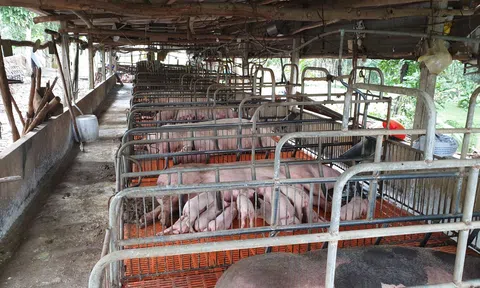 Rớt giá kéo dài, nhiều hộ nuôi heo thua lỗ nặng