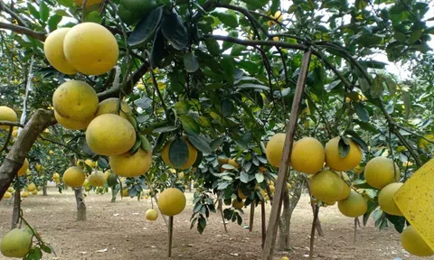 Chuỗi liên kết sản xuất nông nghiệp hữu cơ hiệu quả từ các xã viên