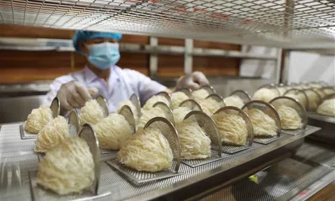 Kỳ vọng kim ngạch xuất khẩu tổ yến sang Trung Quốc tăng cao trong thời gian tới