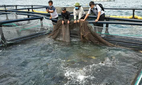 Doanh nghiệp thủy sản, chăn nuôi đề xuất giảm thuế nhập khẩu khô đậu tương