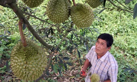 Tiền Giang không khuyến khích nông dân trồng sầu riêng vì điều kiện thổ nhưỡng chưa thuận lợi