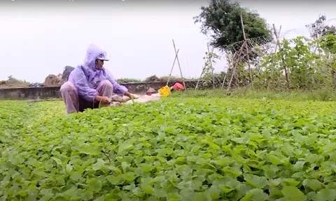 Thu nhập tiền tỷ nhờ trồng rau má hướng theo hữu cơ tại xã Yên Thắng