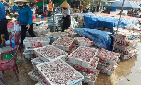 Ngư dân trúng đậm cá cơm biển, thương lái chờ sẵn thu mua tại cảng