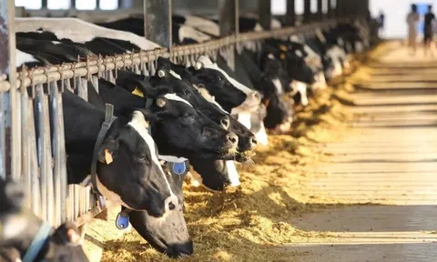 Phát triển kinh tế tuần hoàn trong chăn nuôi còn nhiều khó khăn, thách thức