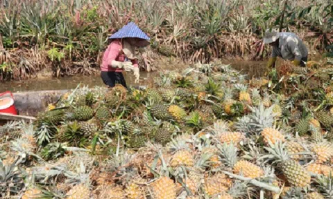 Tiền Giang: Giá khóm tăng cao, nông dân "bội thu" lãi hàng trăm triệu