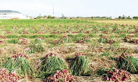 Đưa hành, tỏi phát triển thành nguồn nguyên liệu phục vụ cho nhiều ngành hàng