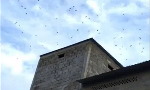 Tiền Giang phát triển nhà nuôi chim yến đứng hàng thứ 3 trong cả nước