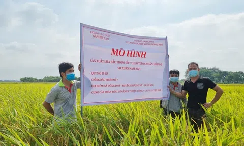 Quy trình sản xuất lúa hữu cơ được camera ghi lại người tiêu dùng có thể kiểm chứng