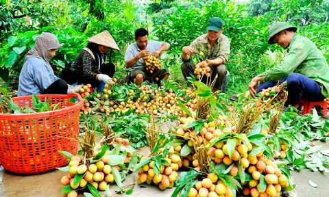 Hải Dương chủ động nhiều phương án quảng bá, xúc tiến tiêu thụ vải thiều