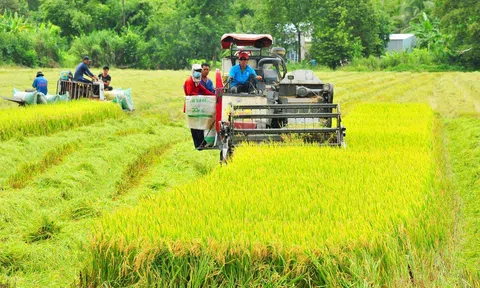 Sản xuất lúa chất lượng cao, phát thải thấp để tăng giá trị ngành lúa gạo Việt Nam