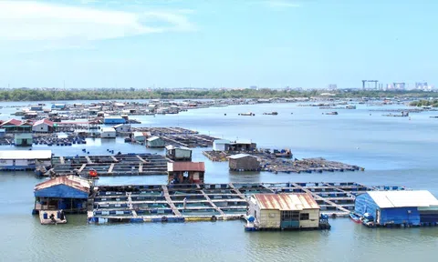 Phát triển chuỗi liên kết giá trị trong nuôi trồng thủy sản trên biển, nâng tầm thủy sản Việt Nam