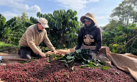 Bảo hiểm Chỉ số Thời tiết - giải pháp bảo vệ nông dân trồng cà phê trước tình trạng thời tiết bất thường