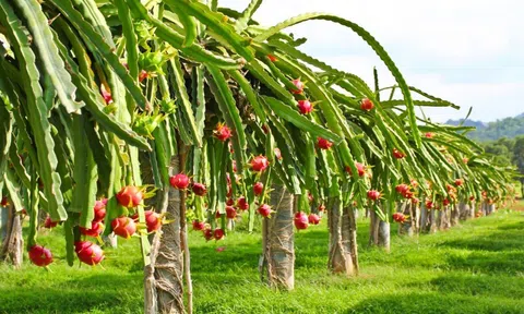 Đảm bảo thực hiện chặt chẽ quản lý mã số vùng trồng và mã số cơ sở đóng gói sản phẩm nông nghiệp