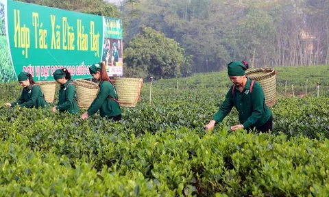 Nông nghiệp du lịch sinh thái song hành và bền vững trong nâng cao giá trị trà Thái Nguyên