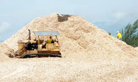 Tổng cục Thuế lý giải việc doanh nghiệp xuất khẩu dăm gỗ “kêu” chậm được hoàn thuế VAT