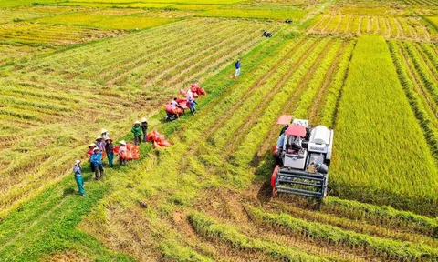 Thúc đẩy phát triển mô hình sản xuất nông nghiệp đại điền