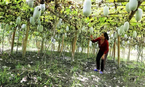 Chuyển đổi cơ cấu cây trồng, nâng cao hiệu quả kinh tế